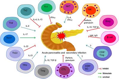 Circulating Lymphocyte Subsets Induce Secondary Infection in Acute Pancreatitis